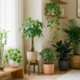 best-feng-shui-plants-for-wealth-living-room Seven feng shui plants for wealth including a money tree, jade plant, and lucky bamboo in a sunlit living room corner